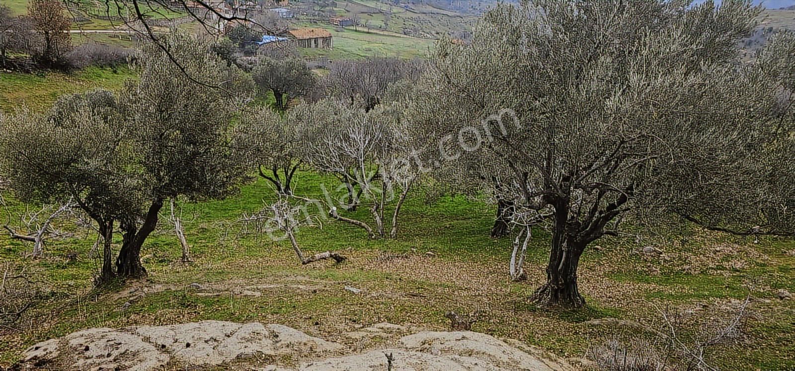 Bergama Dereköy'de Müstakil Tapulu Arsalar - Görsel 12