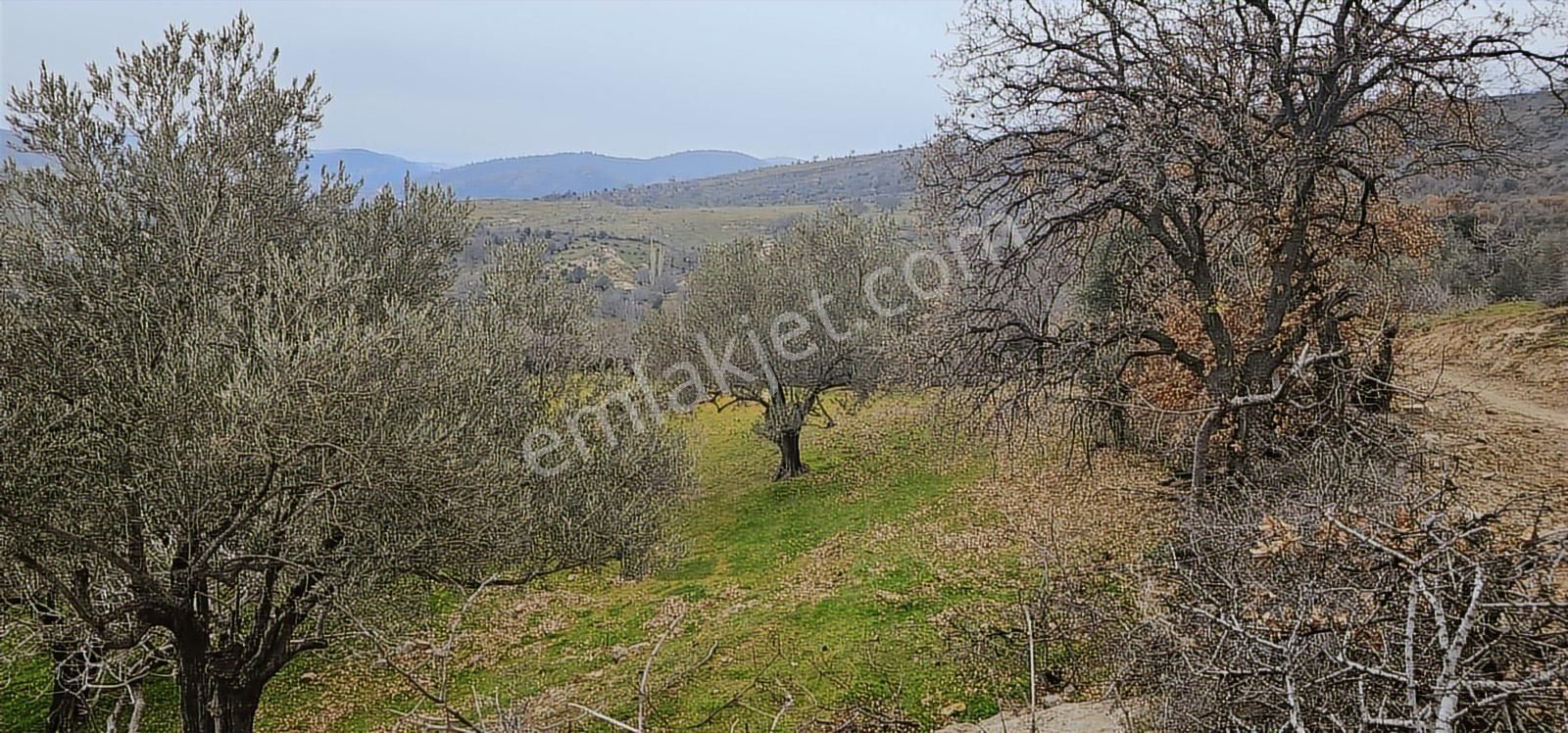 Bergama Dereköy'de Müstakil Tapulu Arsalar - Görsel 21