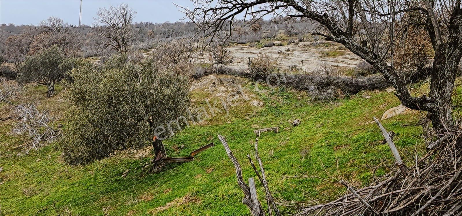 Bergama Dereköy'de Müstakil Tapulu Arsalar - Görsel 19