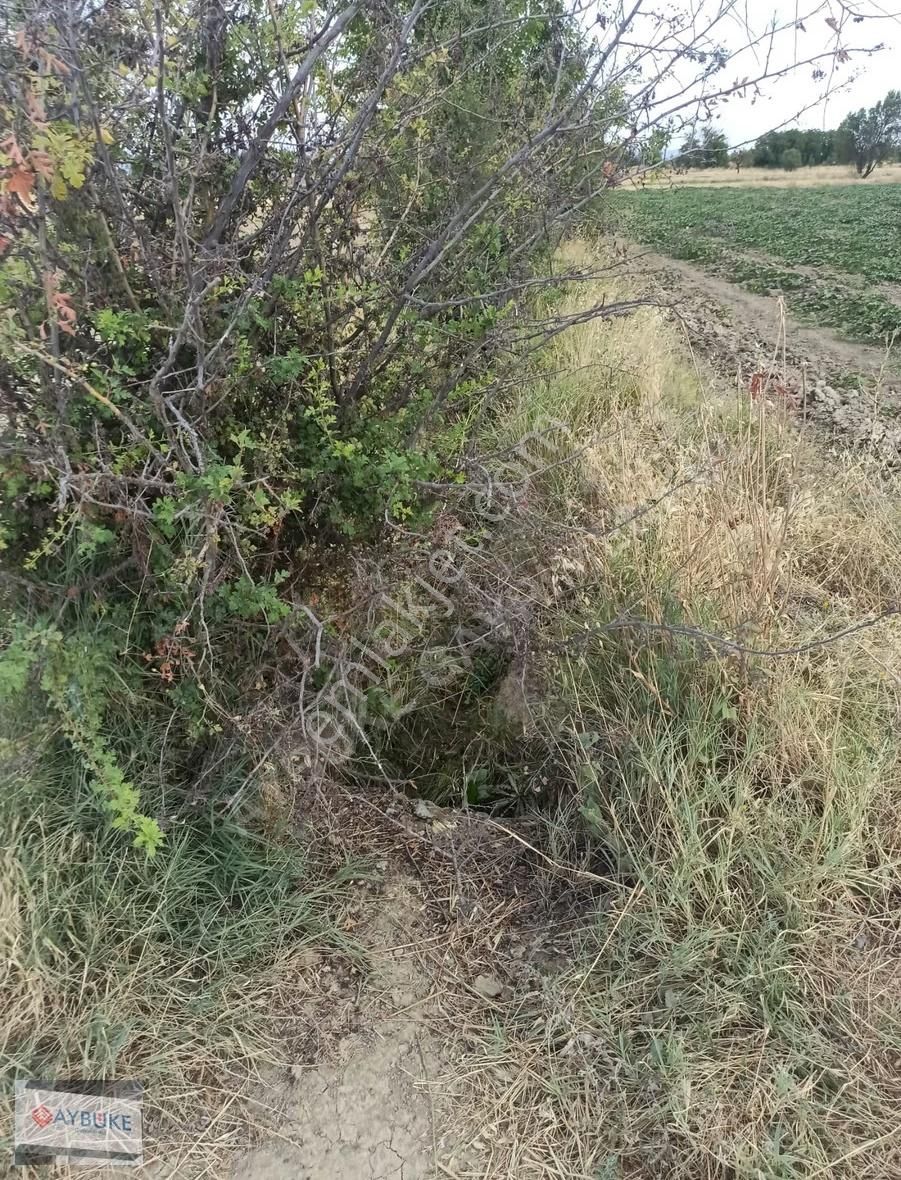 Serinhisar Yatağan Yüregil Sınırına Yakın Sulak Arazi. - Görsel 8