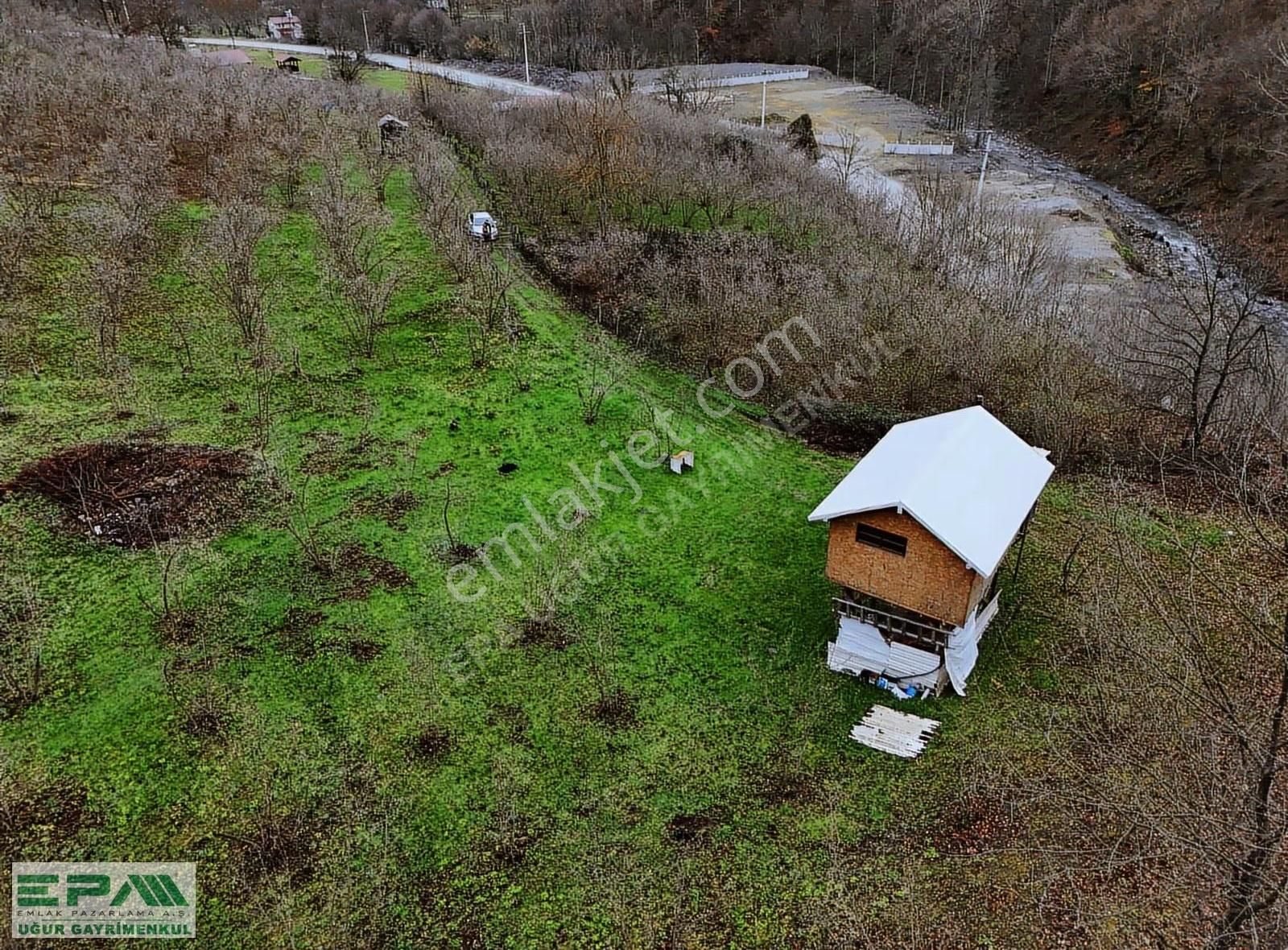 Epa Uğur'dan Asar Köyünde Satılık 5.400 M² Fındıklık - Görsel 4