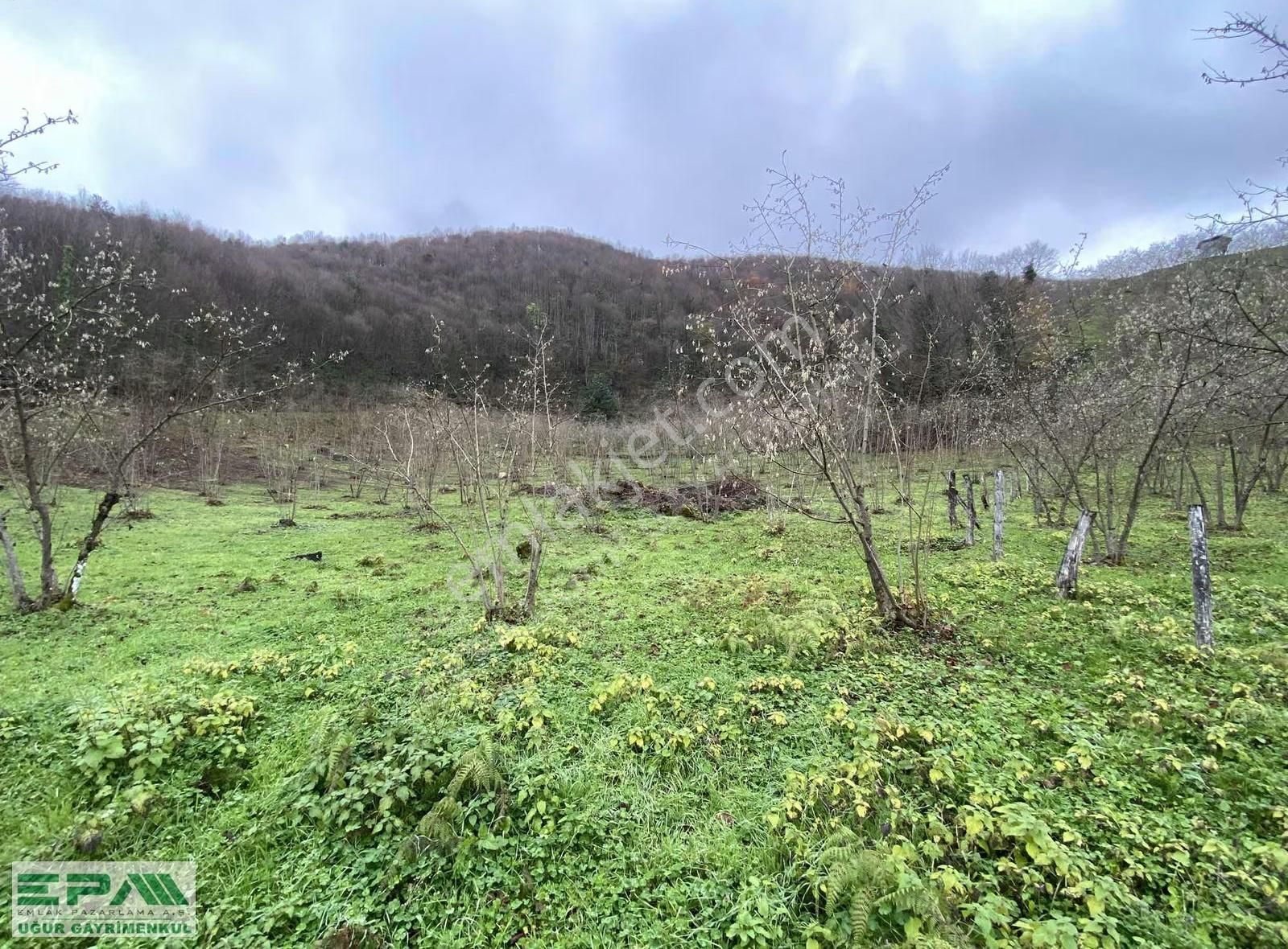 Epa Uğur'dan Asar Köyünde Satılık 5.400 M² Fındıklık - Görsel 13