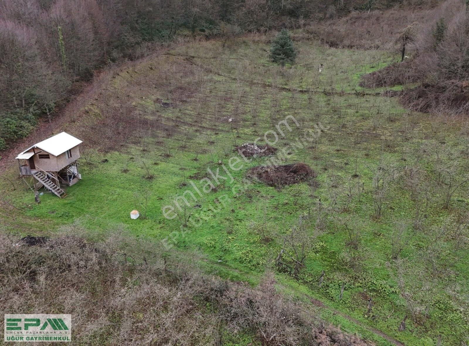 Epa Uğur'dan Asar Köyünde Satılık 5.400 M² Fındıklık - Görsel 3