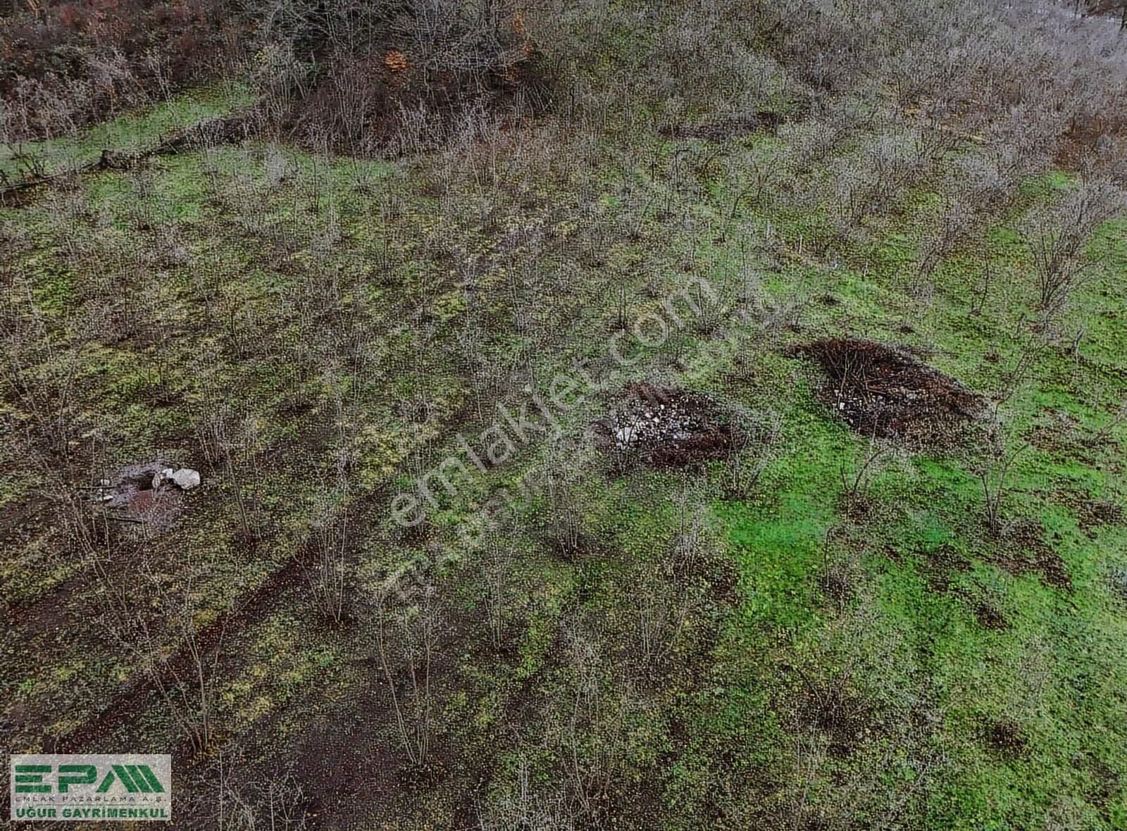 Epa Uğur'dan Asar Köyünde Satılık 5.400 M² Fındıklık - Görsel 14