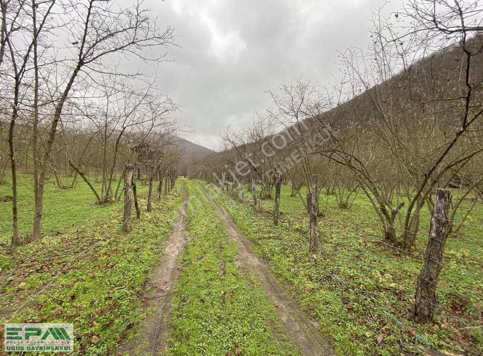 Epa Uğur'dan Asar Köyünde Satılık 5.400 M² Fındıklık - Görsel 10