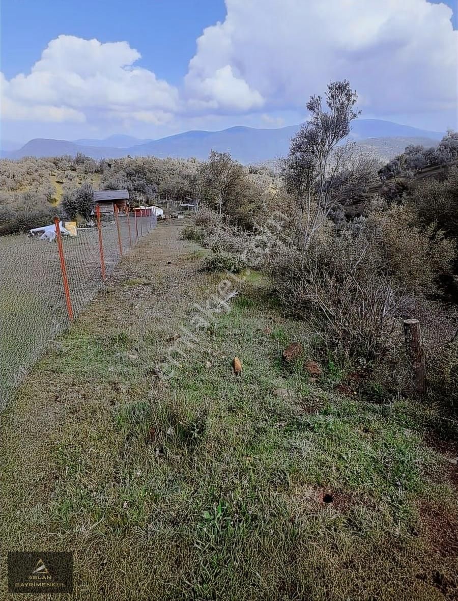 İzmir Bayındır Yatırımlık 5478 M2 Zeytinlik Müstakil Tek Tapulu - Görsel 7