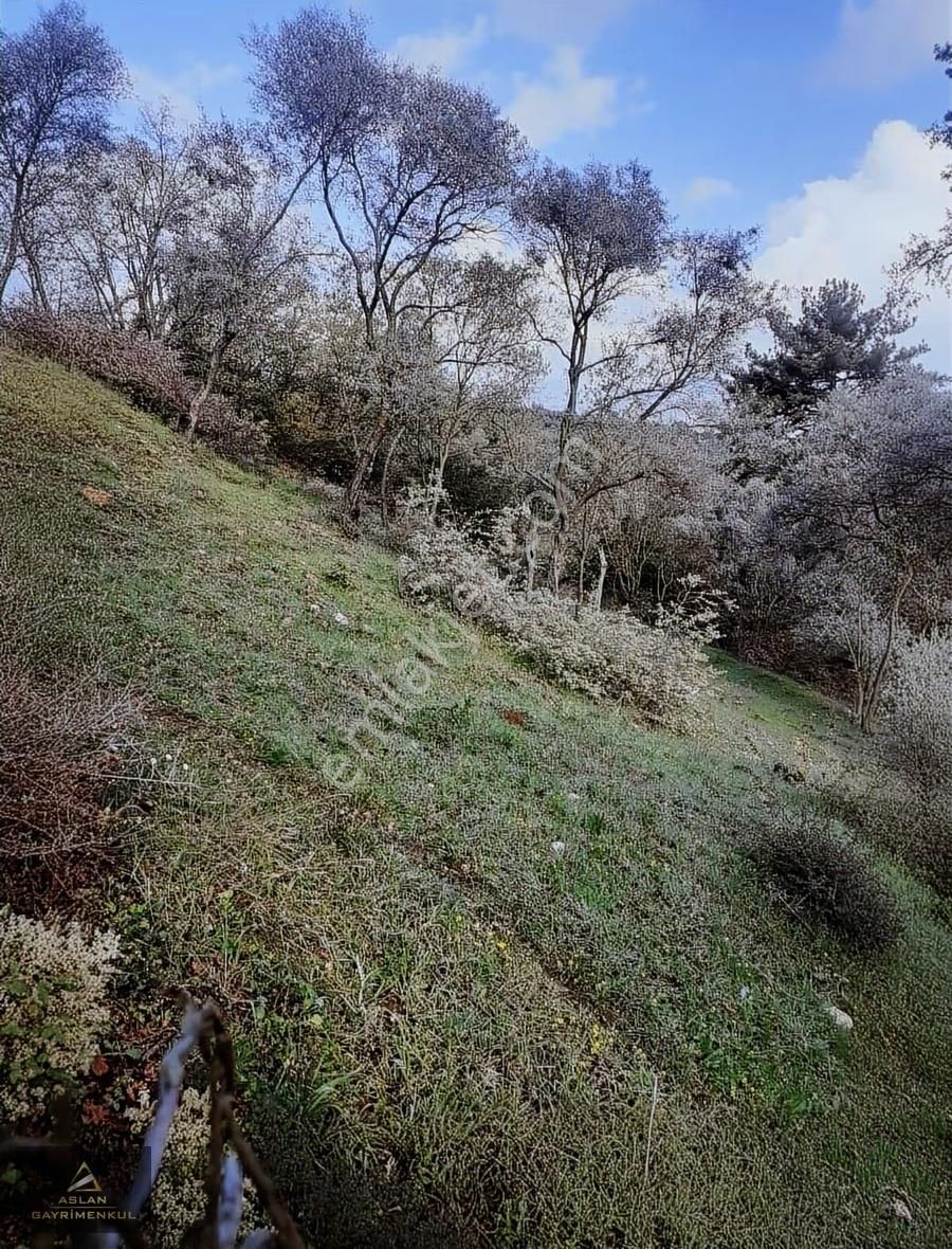 İzmir Bayındır Yatırımlık 5478 M2 Zeytinlik Müstakil Tek Tapulu - Görsel 5