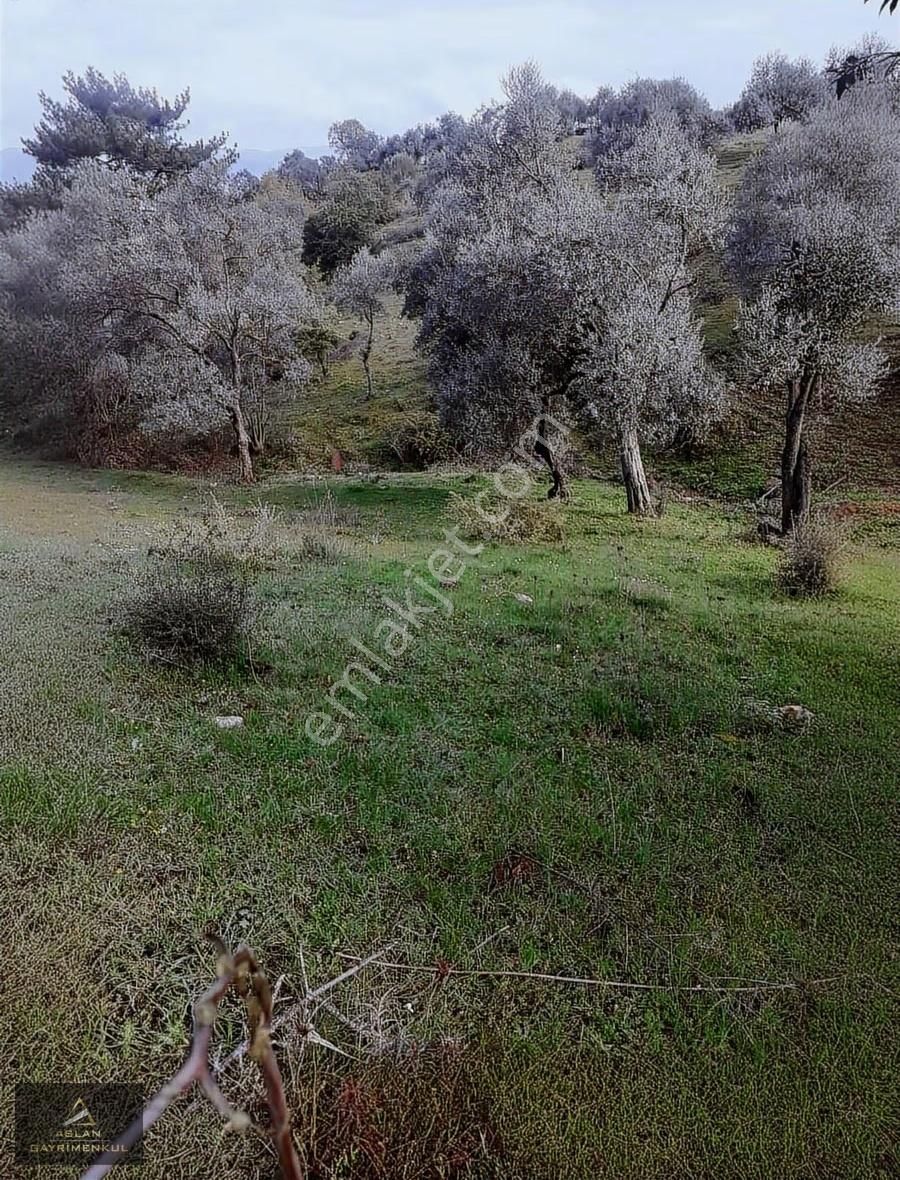 İzmir Bayındır Yatırımlık 5478 M2 Zeytinlik Müstakil Tek Tapulu