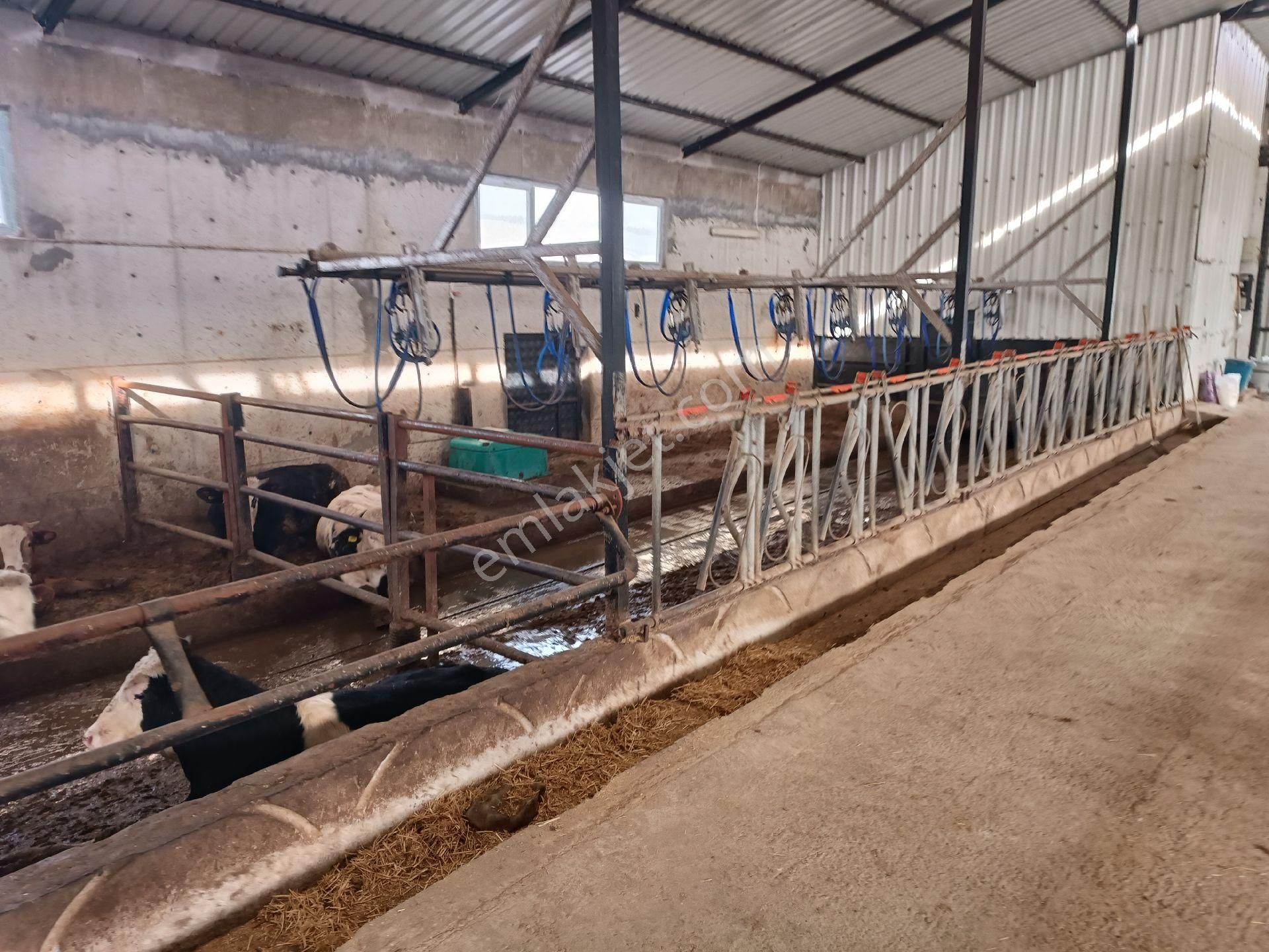 Modern Besi Çiftliğ( Krediye Uygundur) - Görsel 10