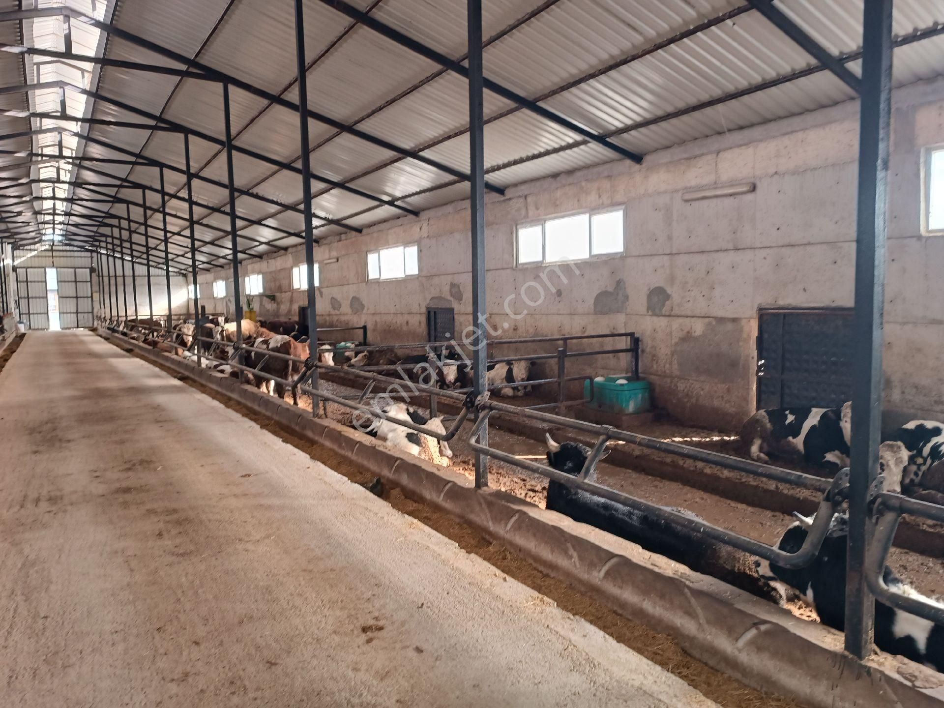 Modern Besi Çiftliğ( Krediye Uygundur) - Görsel 11