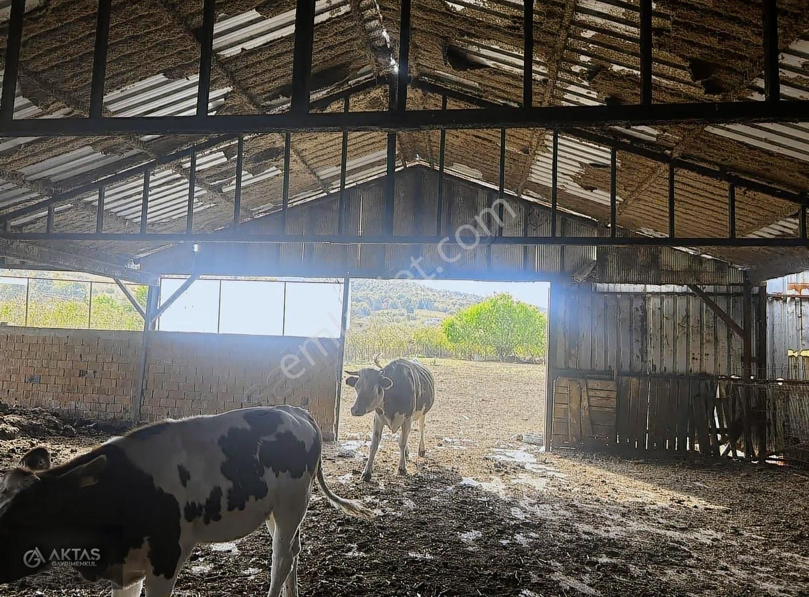 Satılık Büyük Baş Besi Çiftliği - Görsel 4