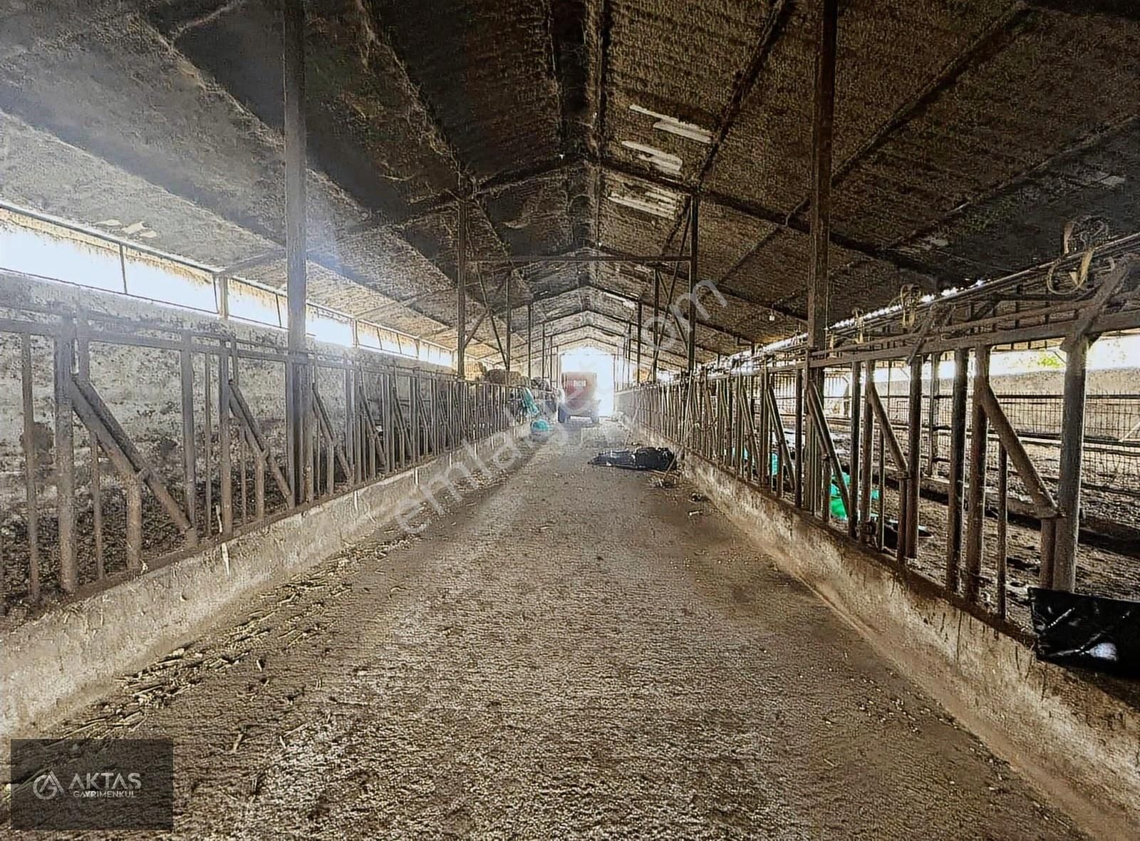 Satılık Büyük Baş Besi Çiftliği - Görsel 5