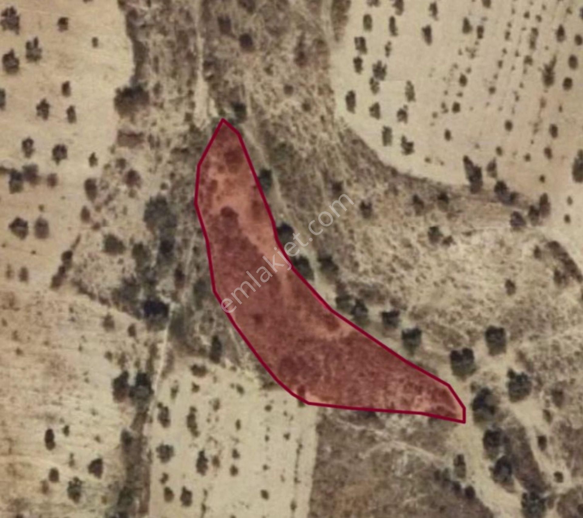 Cevizli De 1450 M2 Satılık Tek Tapu Zeytinlik