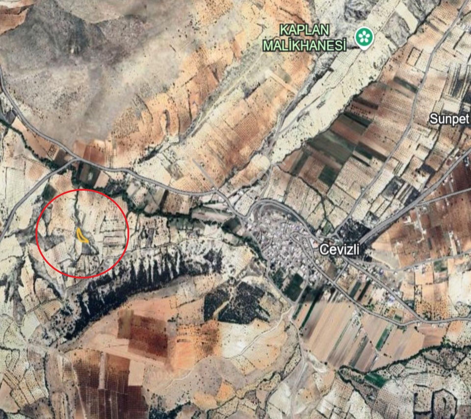 Cevizli De 1450 M2 Satılık Tek Tapu Zeytinlik - Görsel 3