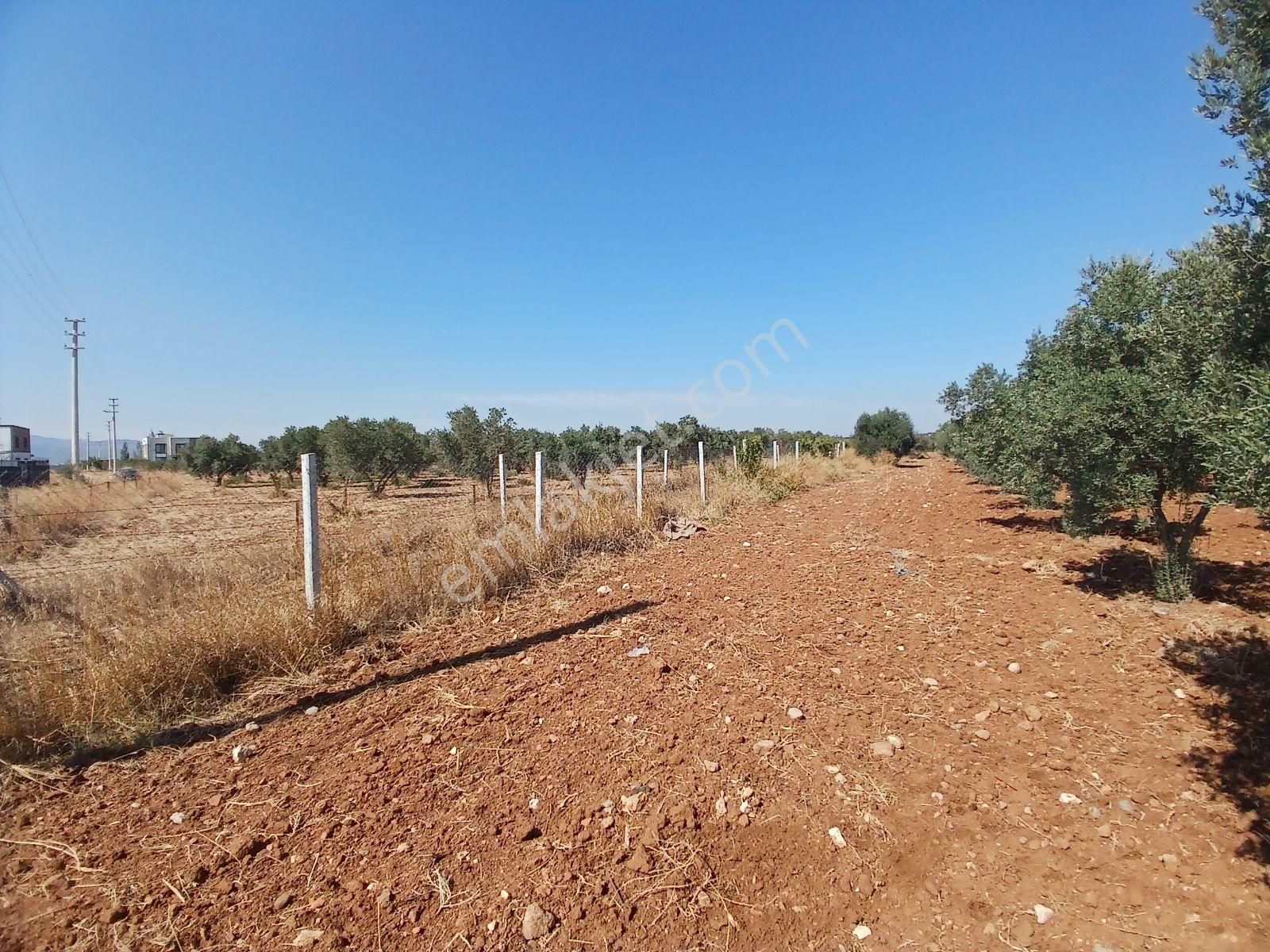 Qzen Gayrimenkulden Oğlananasıda 1250 M2 Tek Tapu Tarla - Görsel 2