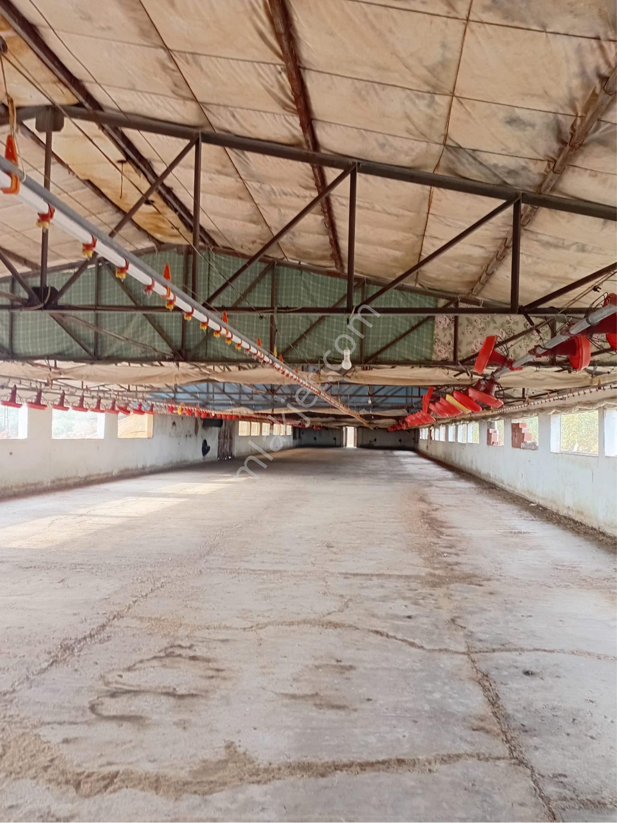 Satılık Tavuk Çiftliği - Görsel 5