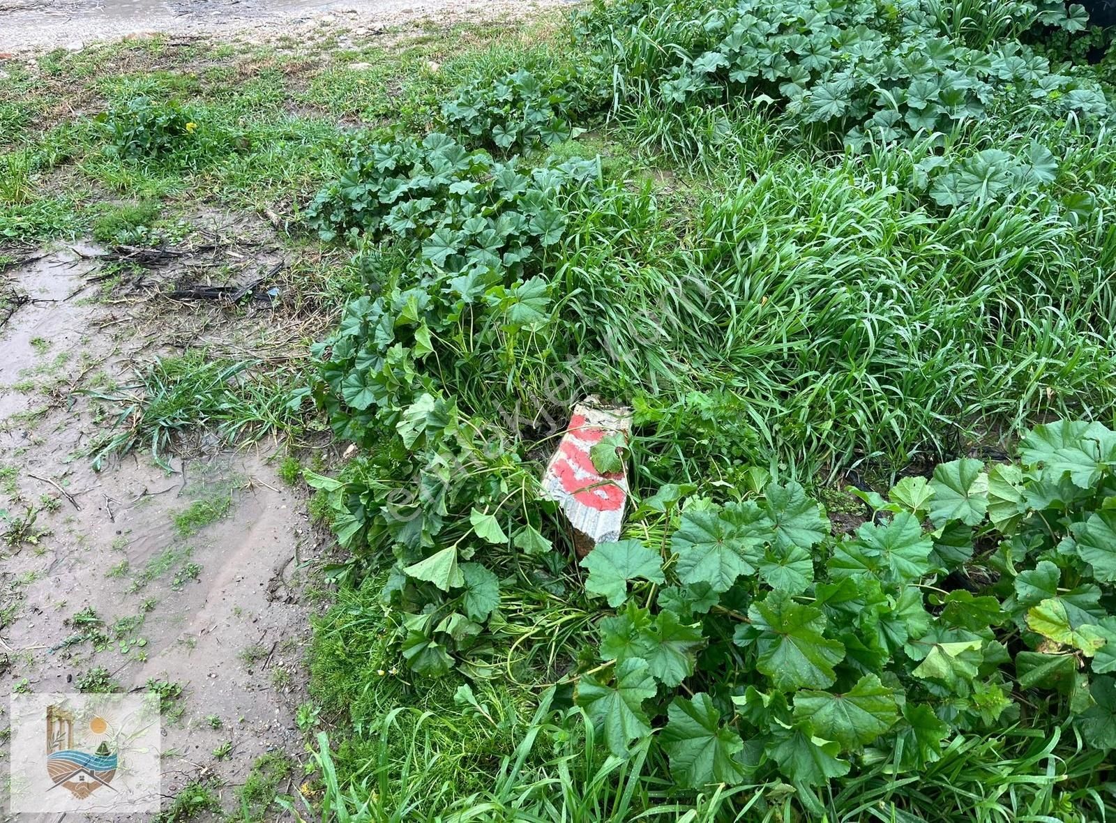 Bodrumun Dibinde Kupon Tarla! İzmir Yoluna 800 Metre - Görsel 2