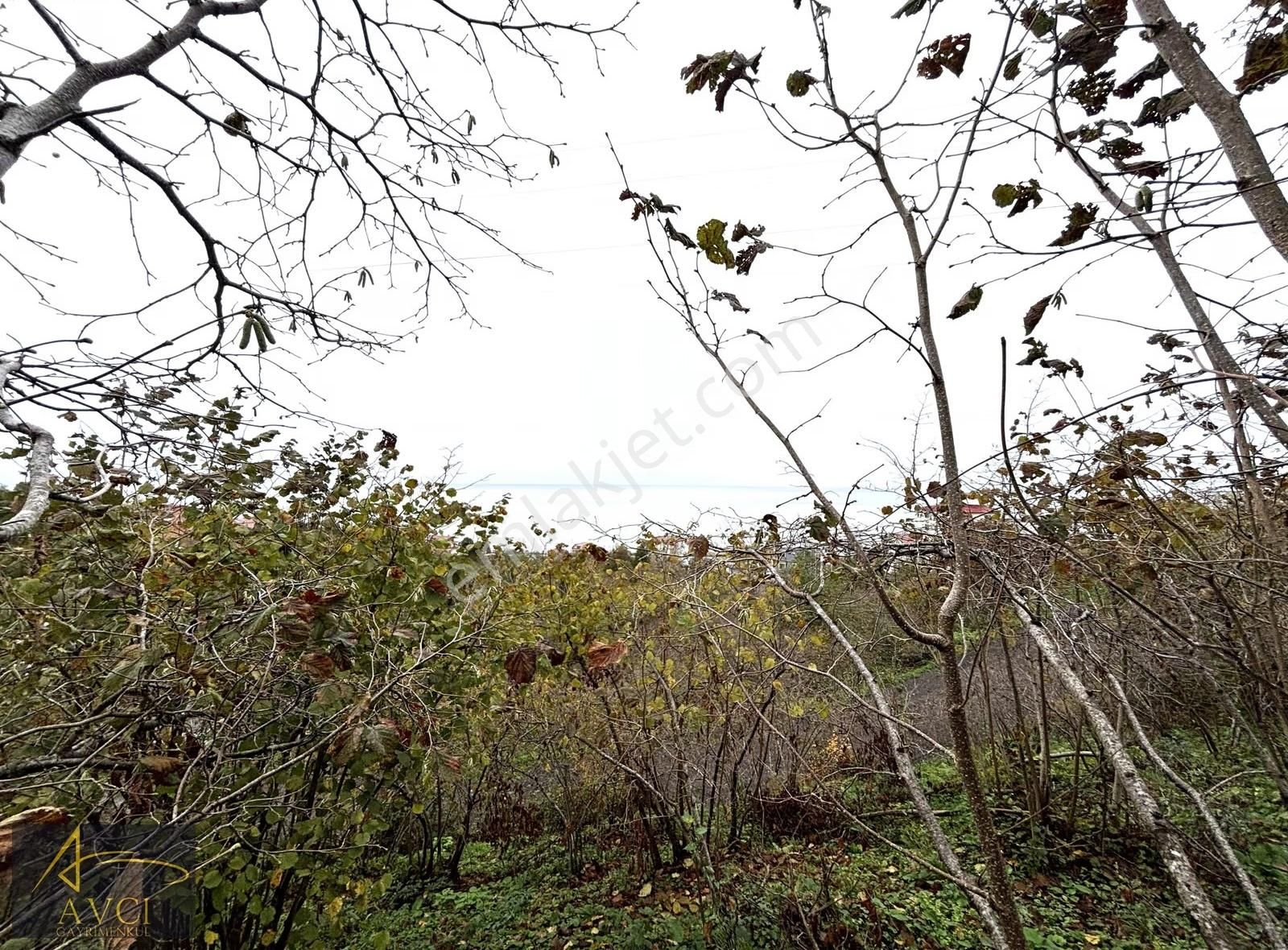 Avcı Gayrimenkulden Gülyalı Yeniköy' De Acil Satılık Arsalar - Görsel 12