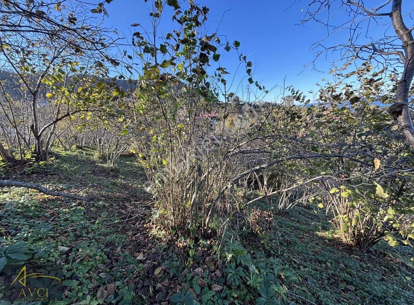 Avcı Gayrimenkulden Gülyalı Yeniköy' De Acil Satılık Arsalar - Görsel 13