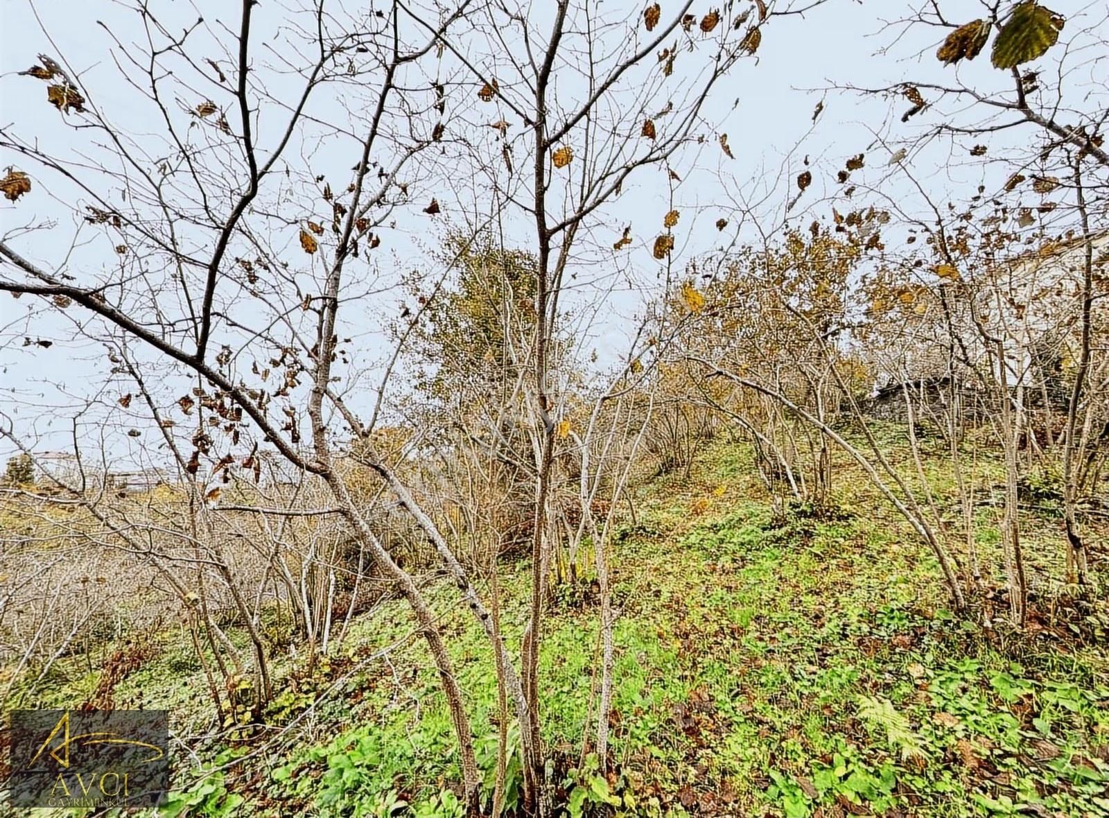 Avcı Gayrimenkulden Gülyalı Yeniköy' De Acil Satılık Arsalar - Görsel 18