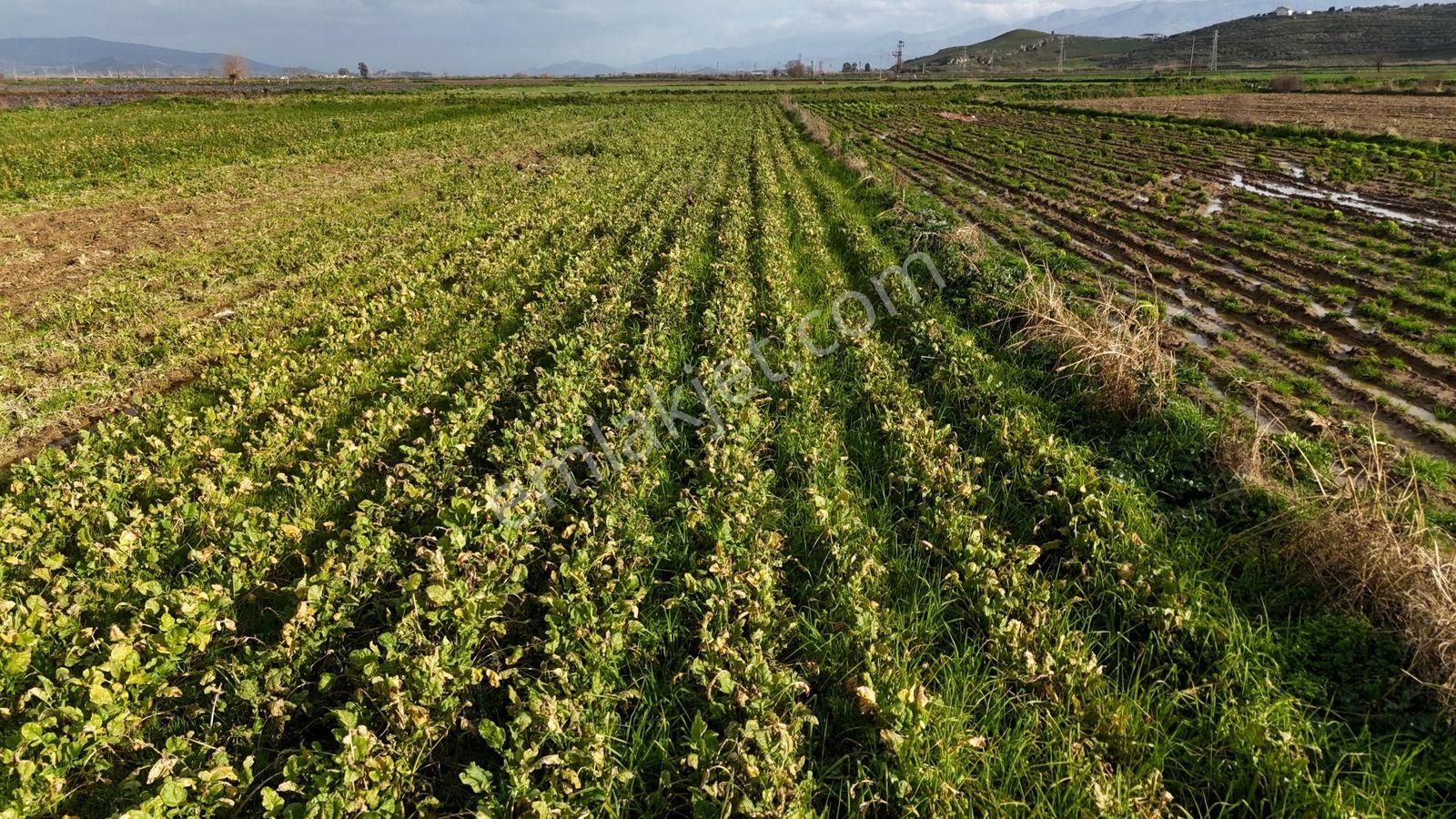 Bayındır Tokatbaşı Emsallerinin Eygun Fiyatlı Tarlası! - Görsel 19