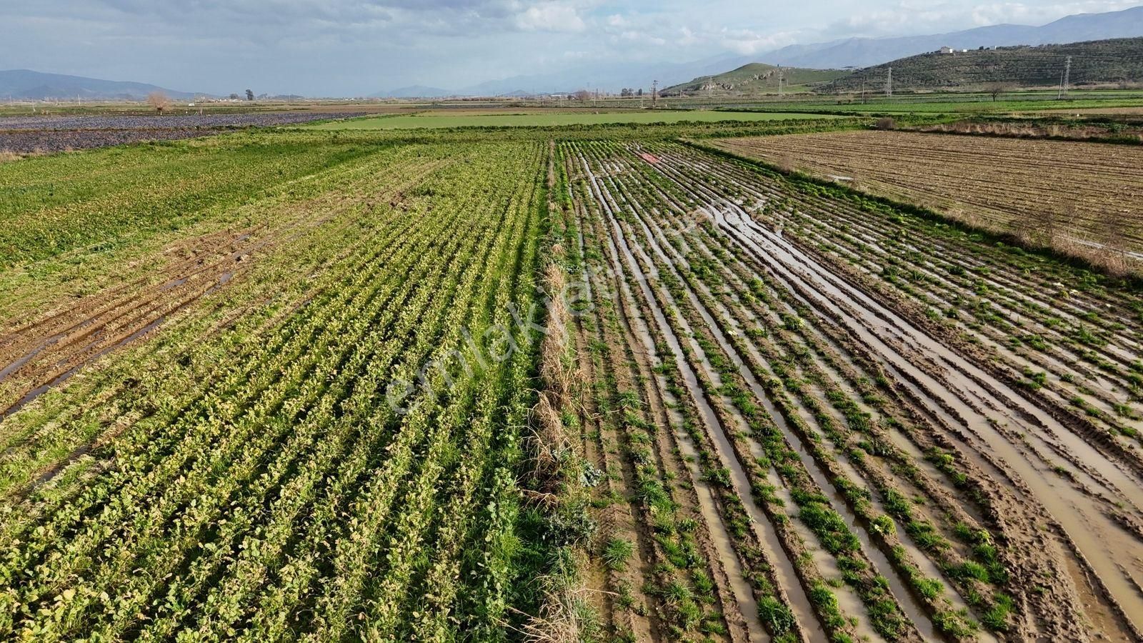 Bayındır Tokatbaşı Emsallerinin Eygun Fiyatlı Tarlası! - Görsel 24