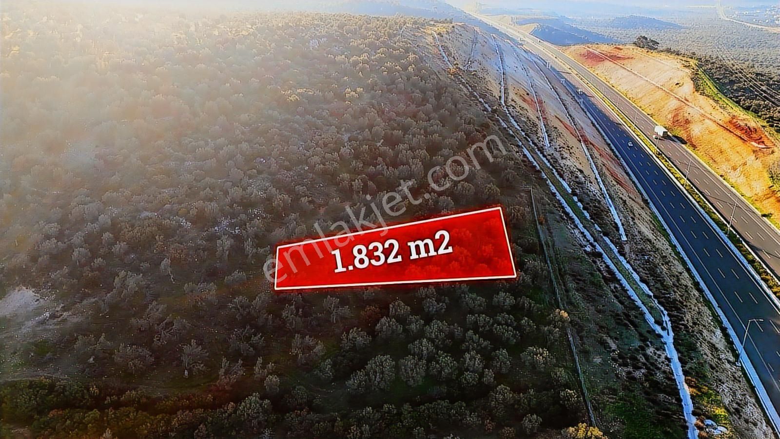 İzmir Bergama Zeytindağda Deniz Manzaralı 1.832 M² Zeytinlik - Görsel 8
