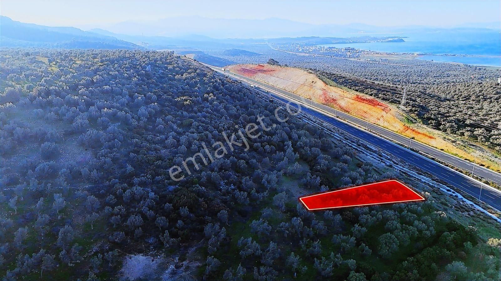 İzmir Bergama Zeytindağda Deniz Manzaralı 1.832 M² Zeytinlik - Görsel 6