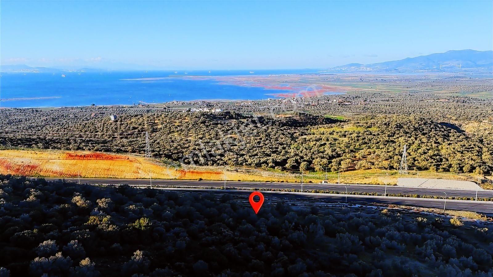 İzmir Bergama Zeytindağda Deniz Manzaralı 1.832 M² Zeytinlik - Görsel 11