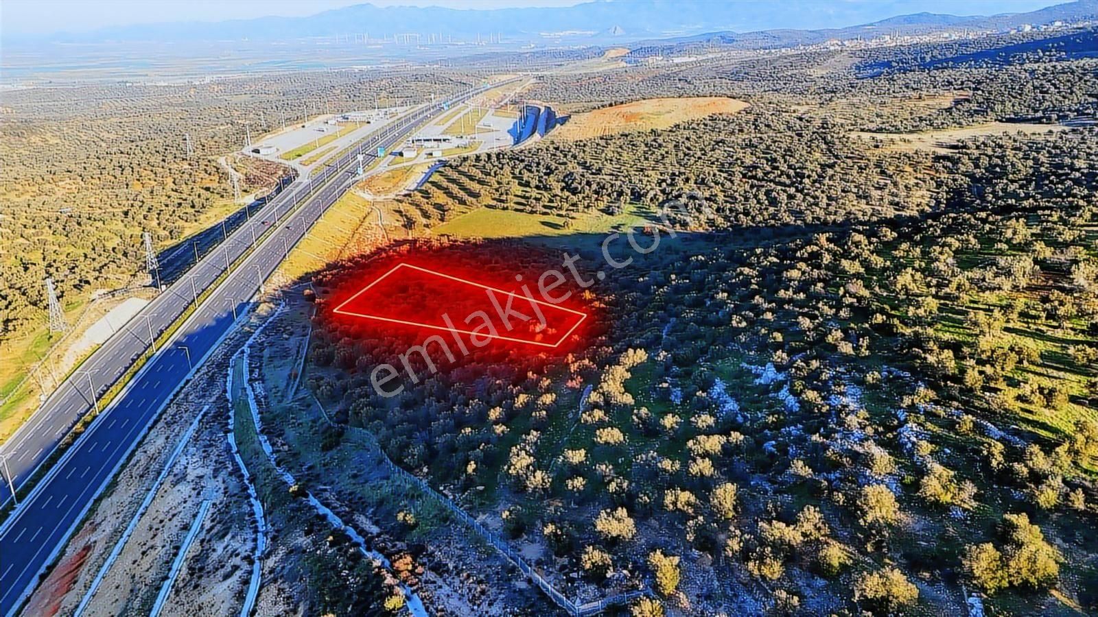 İzmir Bergama Zeytindağda Deniz Manzaralı 1.832 M² Zeytinlik