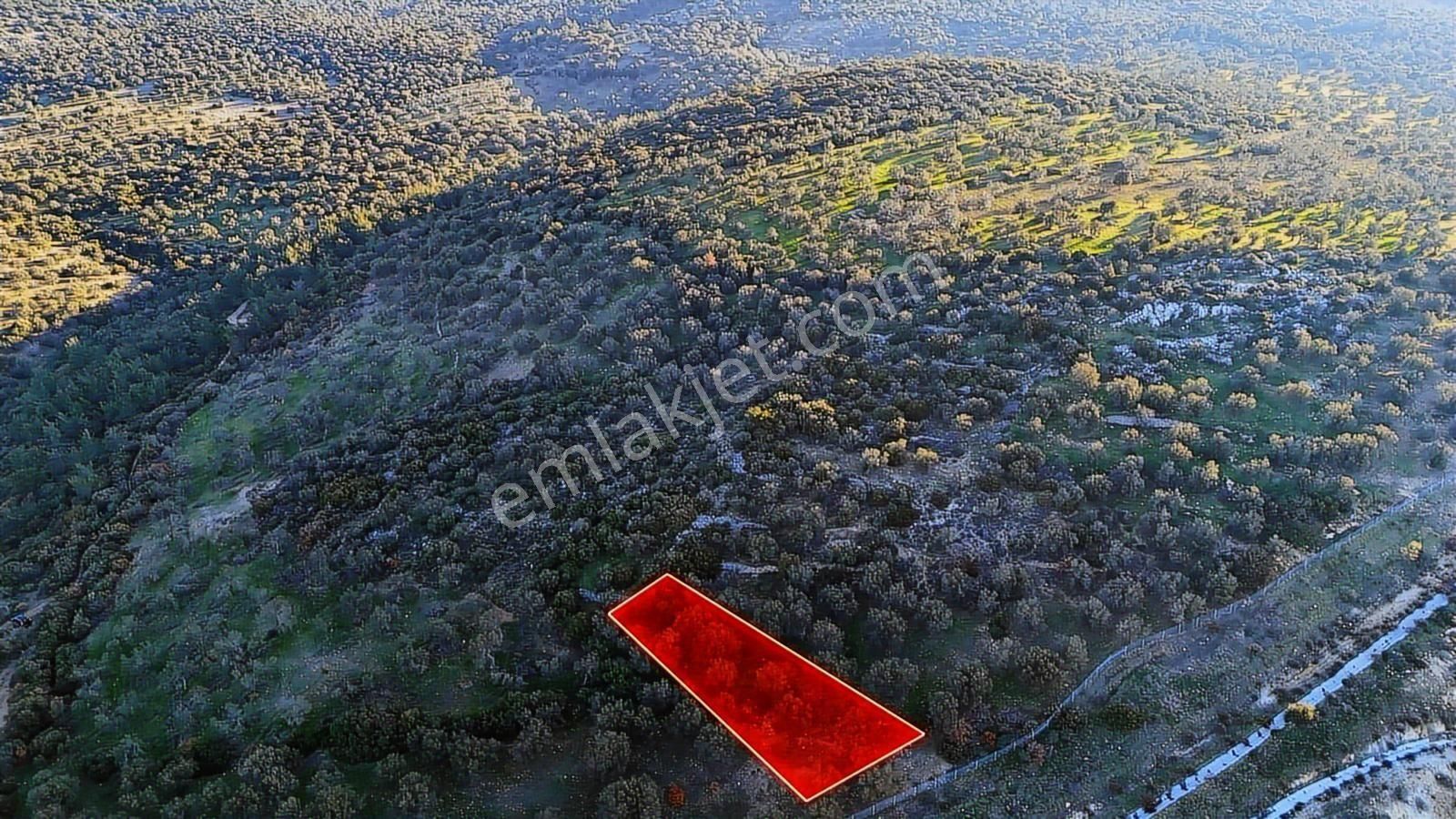İzmir Bergama Zeytindağda Deniz Manzaralı 1.832 M² Zeytinlik - Görsel 5
