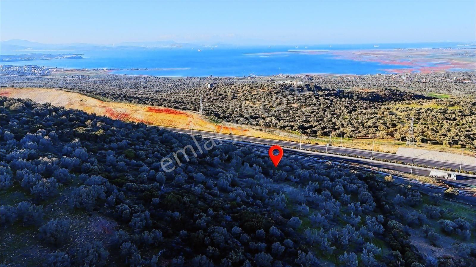 İzmir Bergama Zeytindağda Deniz Manzaralı 1.832 M² Zeytinlik - Görsel 4