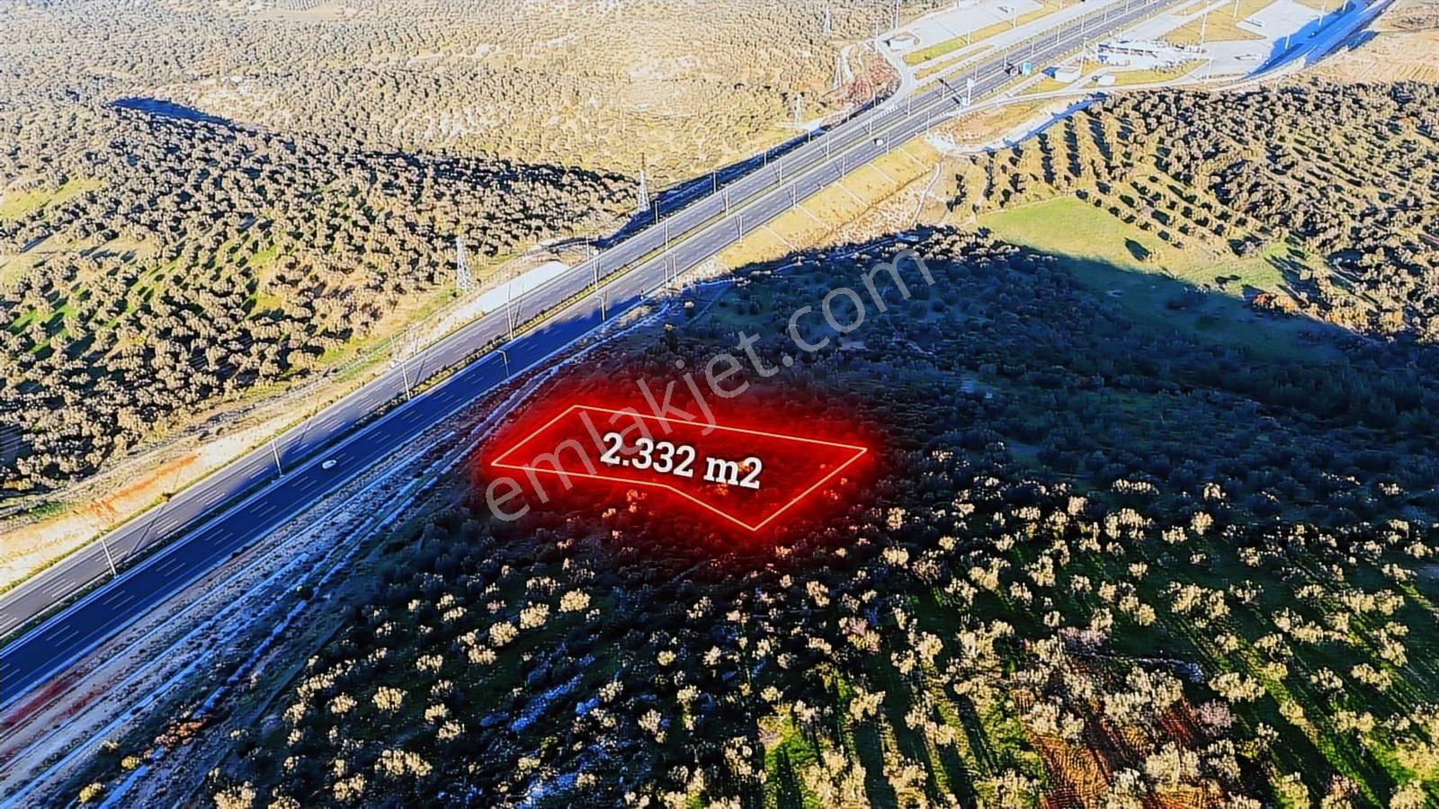 İzmir Bergama Zeytindağda Deniz Manzaralı 2.332 M² Zeytinlik - Görsel 5