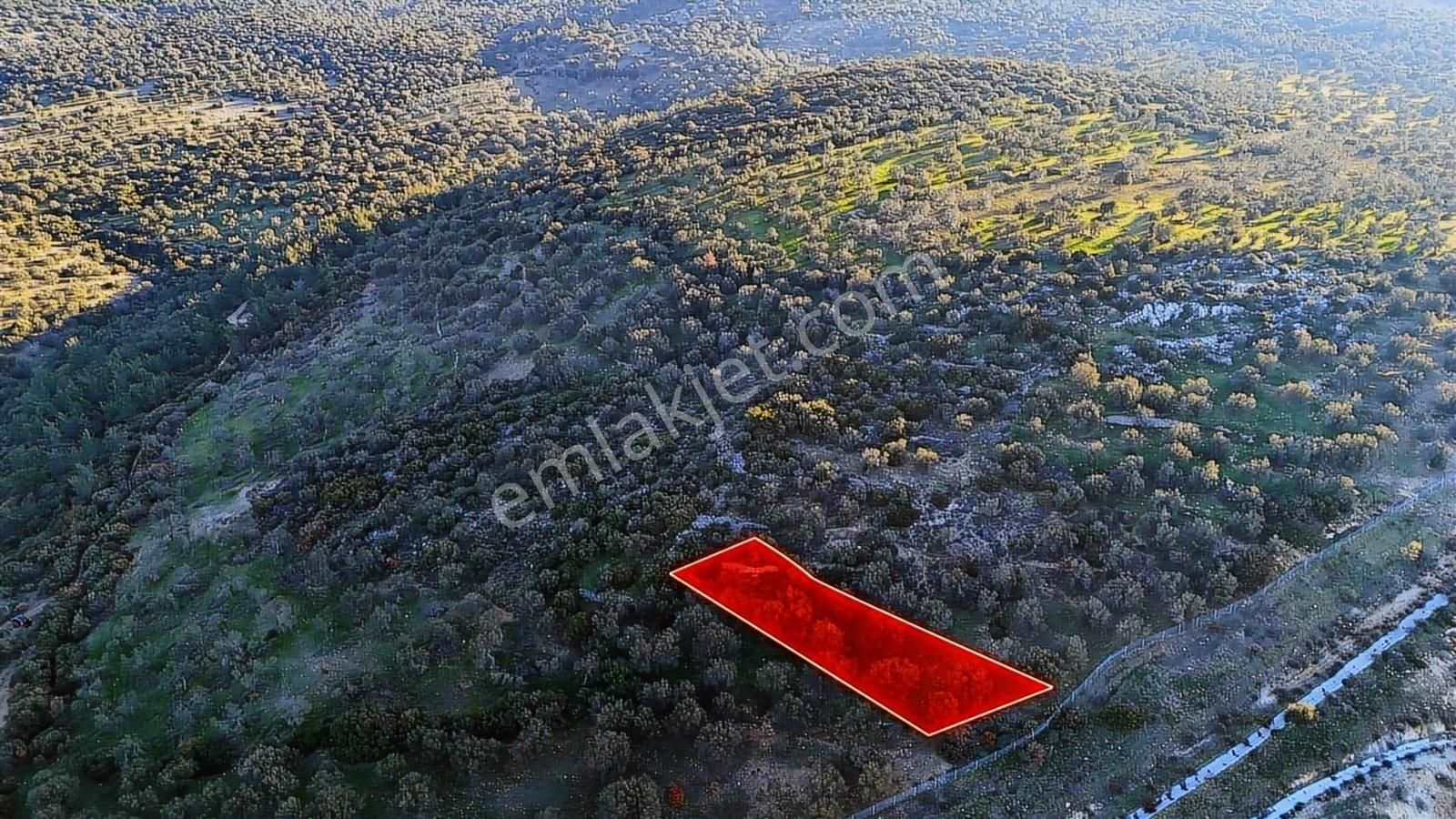 İzmir Bergama Zeytindağda Deniz Manzaralı 2.332 M² Zeytinlik - Görsel 3