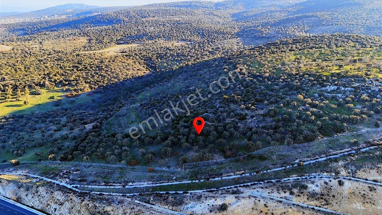 İzmir Bergama Zeytindağda Deniz Manzaralı 2.332 M² Zeytinlik - Görsel 7