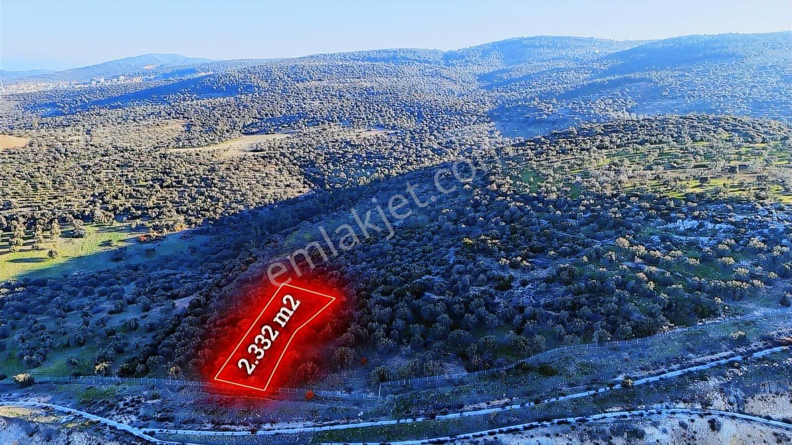 İzmir Bergama Zeytindağda Deniz Manzaralı 2.332 M² Zeytinlik - Görsel 10