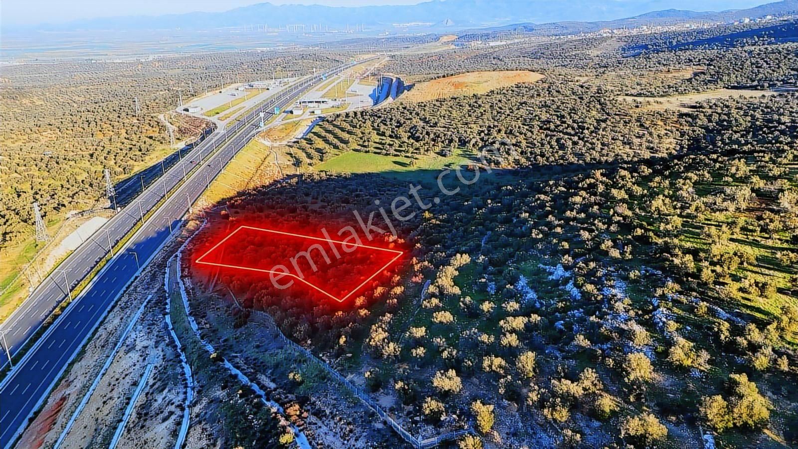 İzmir Bergama Zeytindağda Deniz Manzaralı 2.332 M² Zeytinlik - Görsel 6