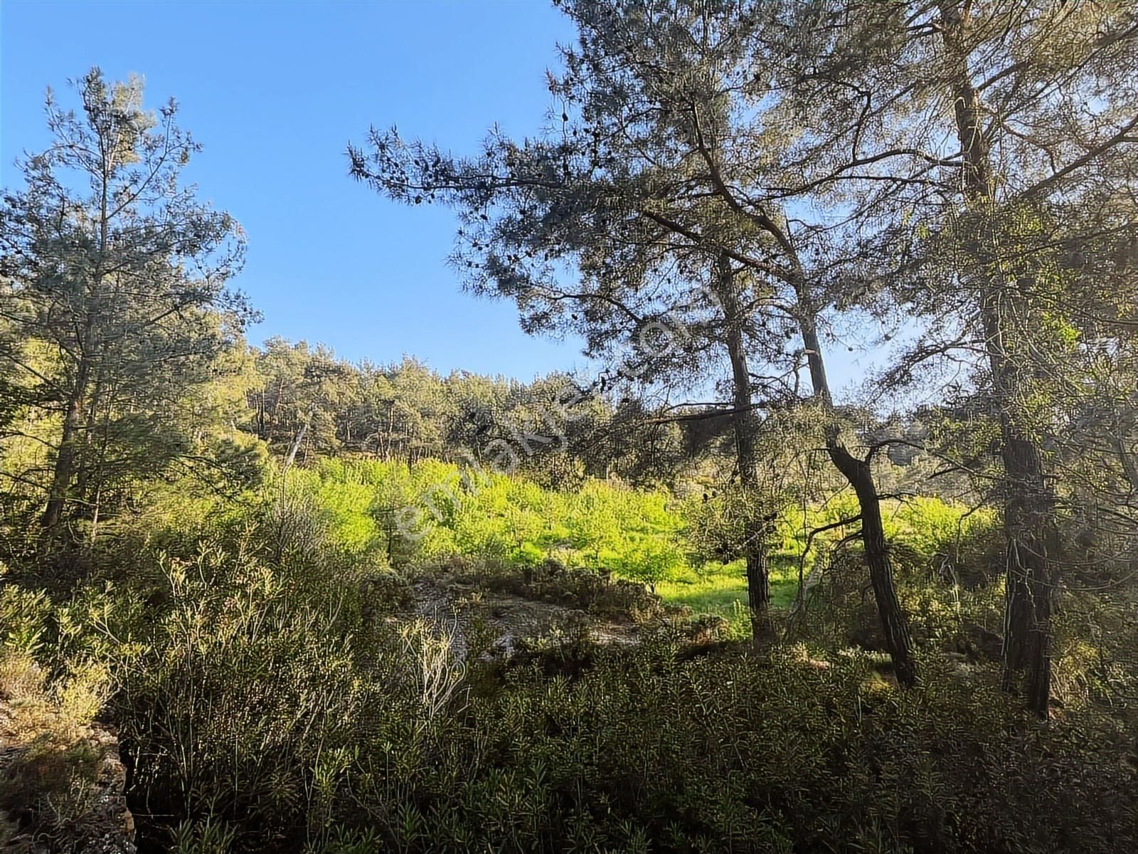 Muğla Seydikemer Arsaköy'de 1909 M2 Elma Bahçesi Tarla - Görsel 3