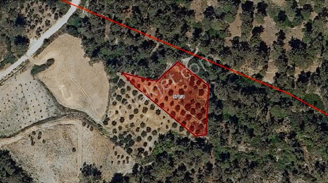 Muğla Seydikemer Arsaköy'de 1909 M2 Elma Bahçesi Tarla