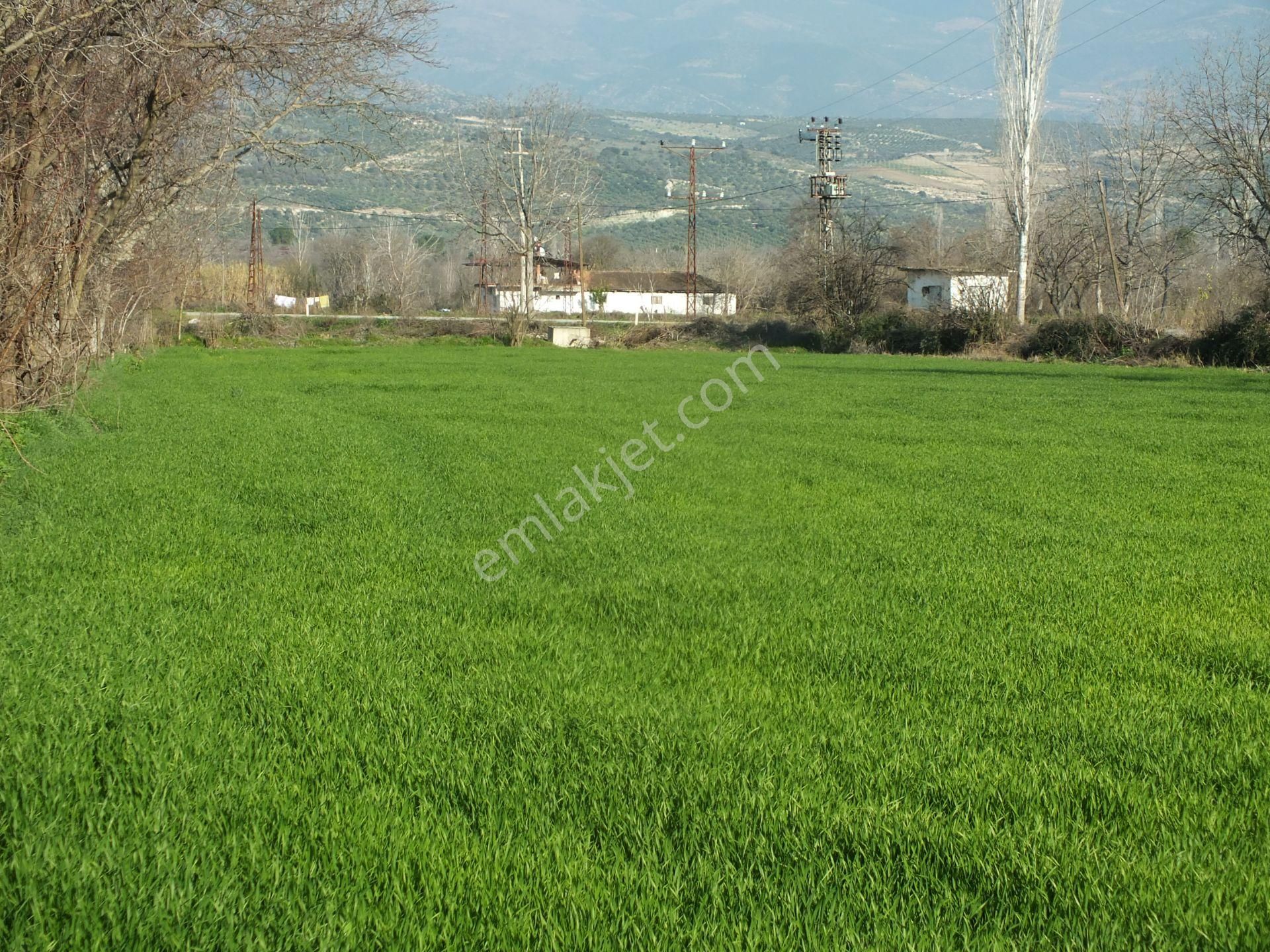 Bozdoğan Yazıkent Mahallesinde Satılık Yol Kenarındfa Satılık Tarla - Görsel 2