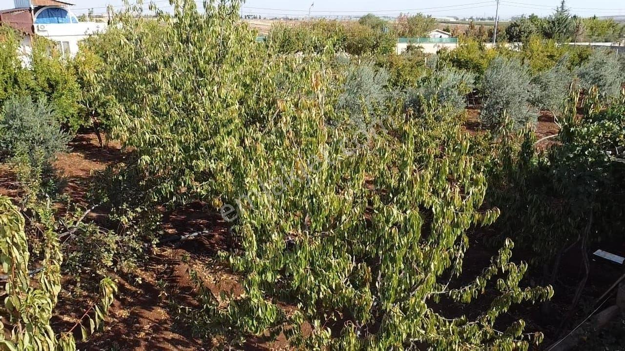 Hakev'den Adıyaman-urfa Yoluna Yakın Satılık Bağ Evi - Görsel 13