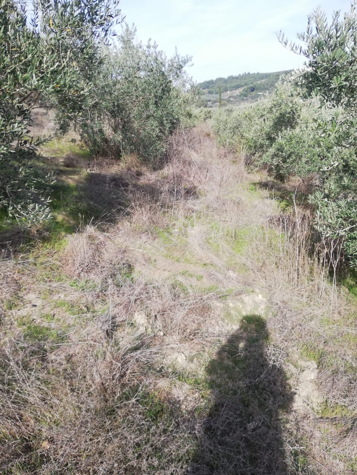 Söke Emlak Ofisinden Ağaclı Köyünde Zeytinlik - Görsel 7