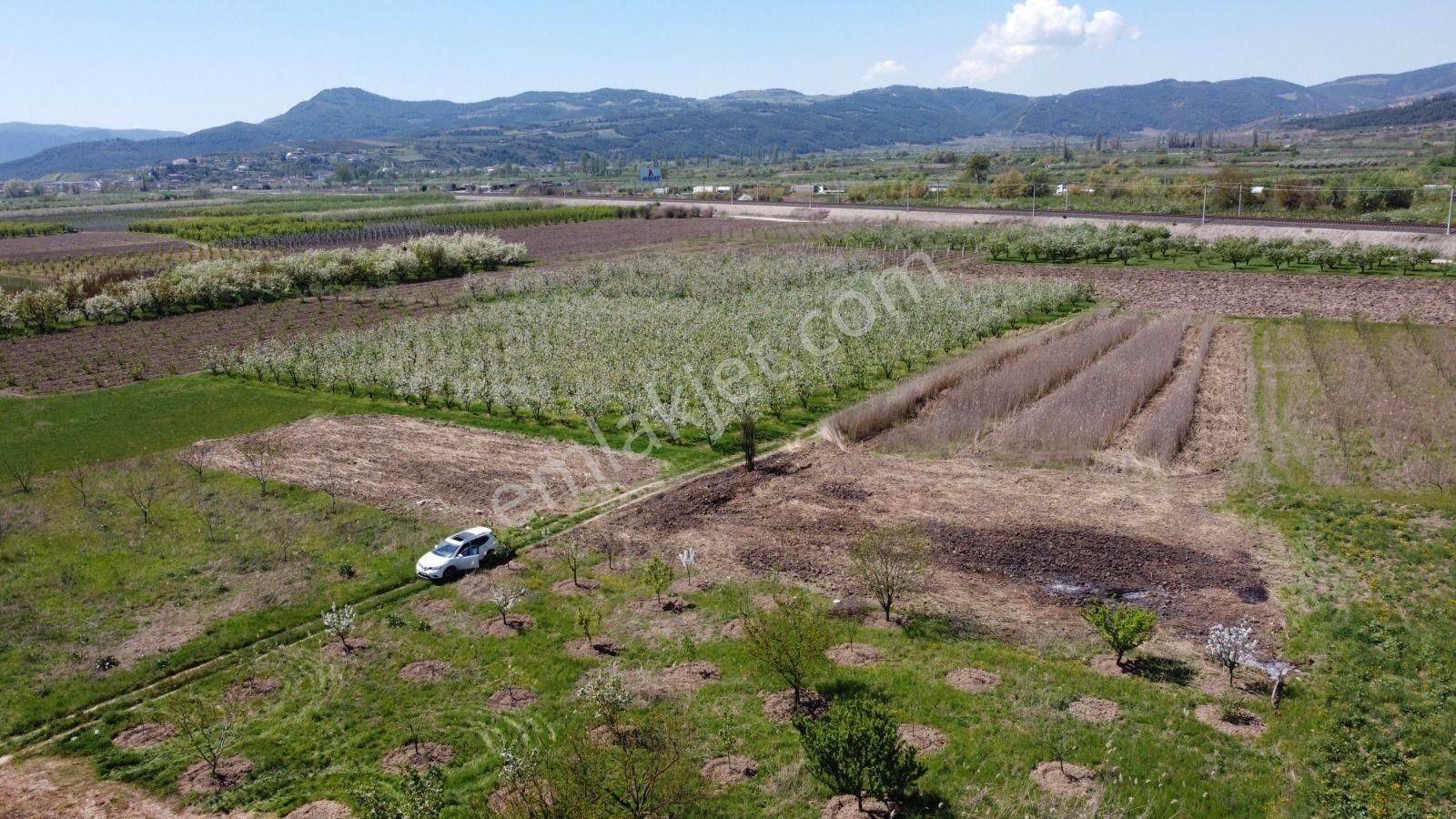 Sakarya Pamukova Satılık Emsalsiz Resmi Yolu Var Köye Yakın Süper Arazi - Görsel 5