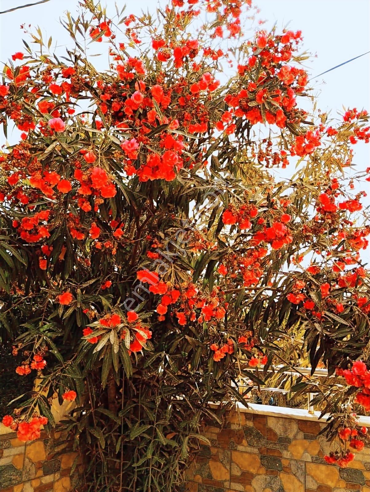 Lidya'dan Avşa Adasında Denize 100 Mt Mesafede Müstakil Villa - Görsel 6