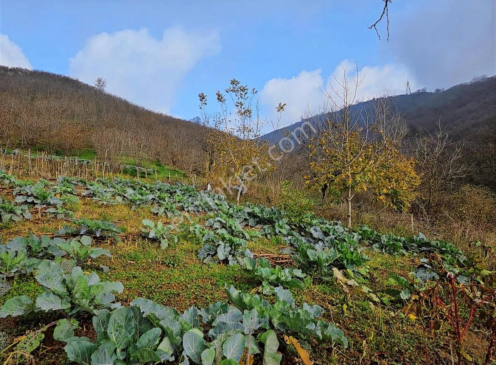 Kuzulukta 1500 M2 Kadastro Yolu Mevcut Fındıklık - Görsel 4