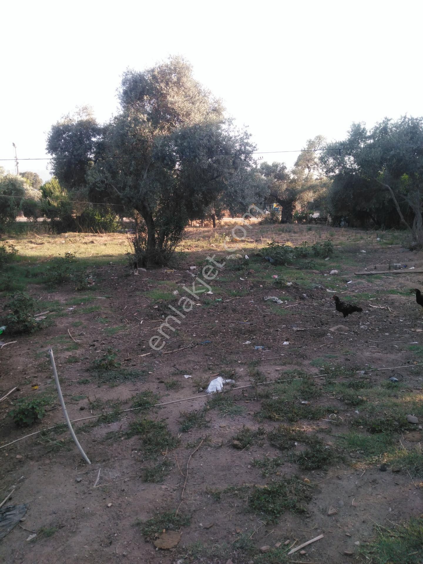 632 Ocaklı (yıldıztepe) Mahallesi Arasında Satılık Arsa - Görsel 24