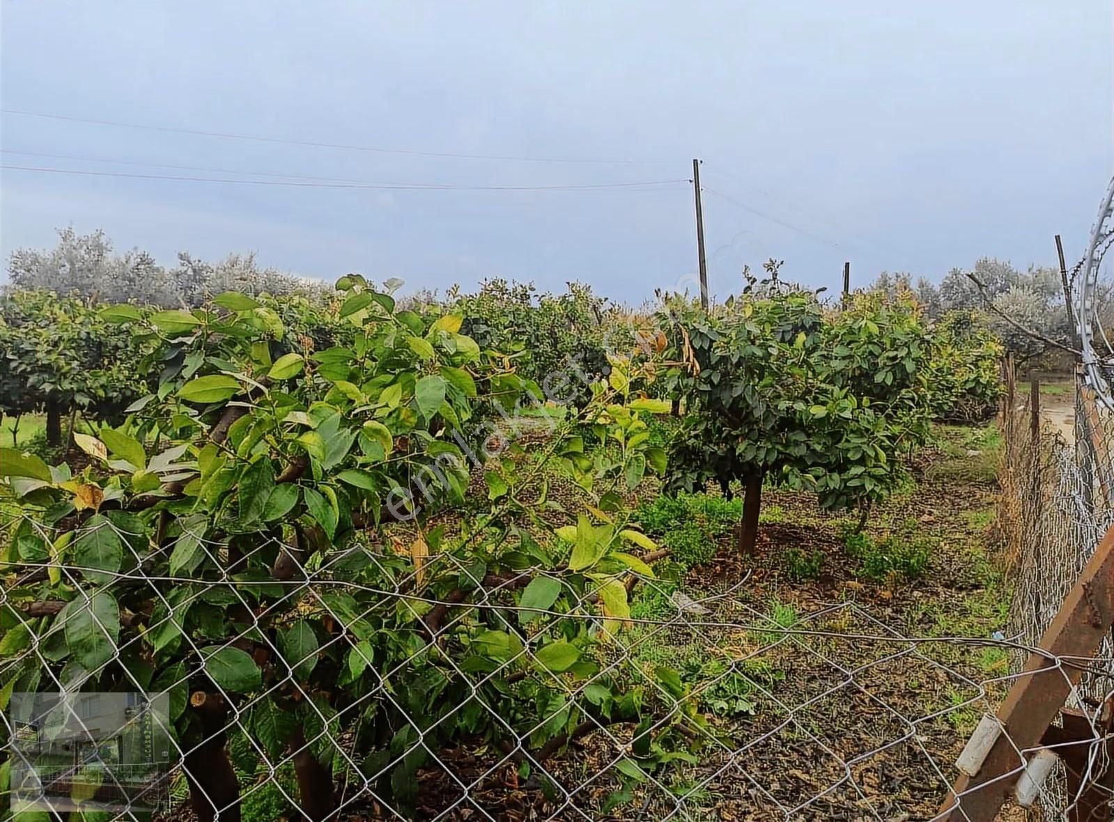 Kuyuluk Villalarına Komşu Satılık Bahçe - Görsel 2