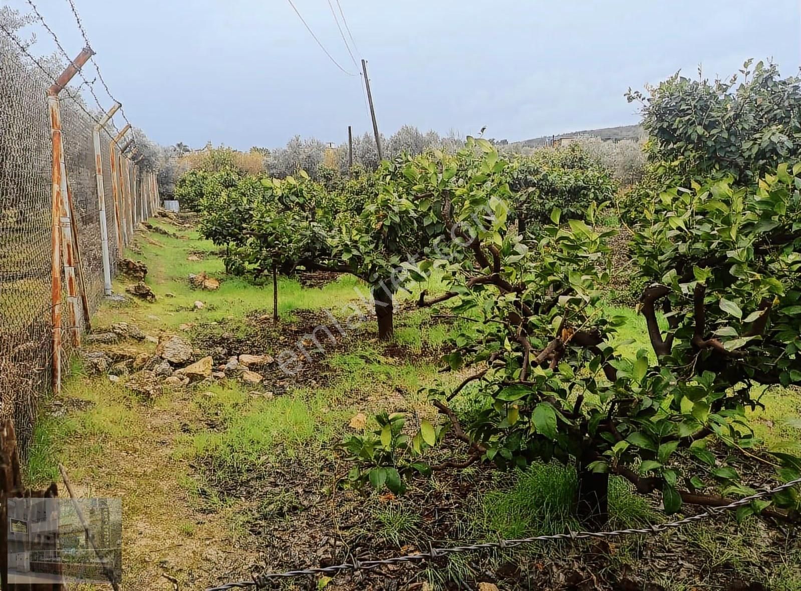 Kuyuluk Villalarına Komşu Satılık Bahçe - Görsel 4