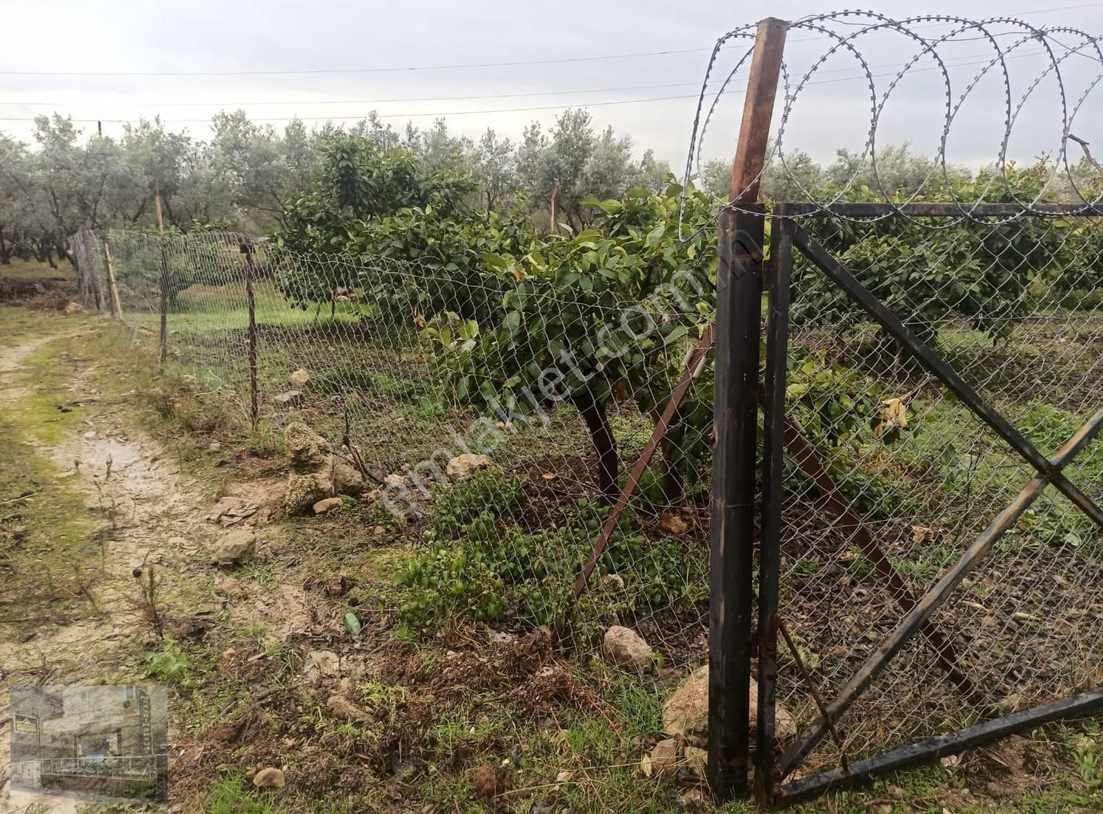 Kuyuluk Villalarına Komşu Satılık Bahçe - Görsel 6