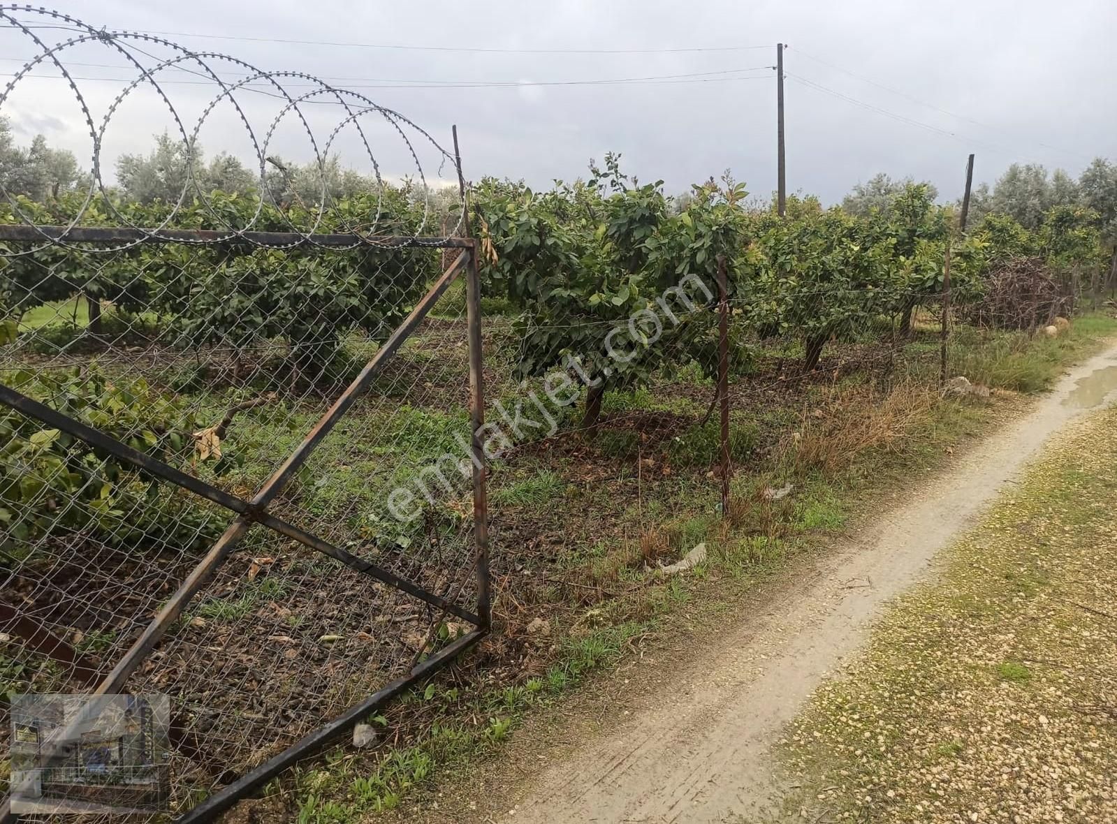 Kuyuluk Villalarına Komşu Satılık Bahçe